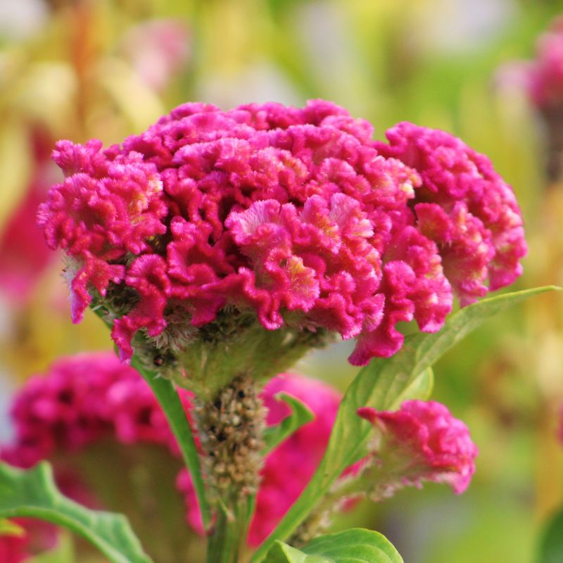 Celosia Neo Rose Seed