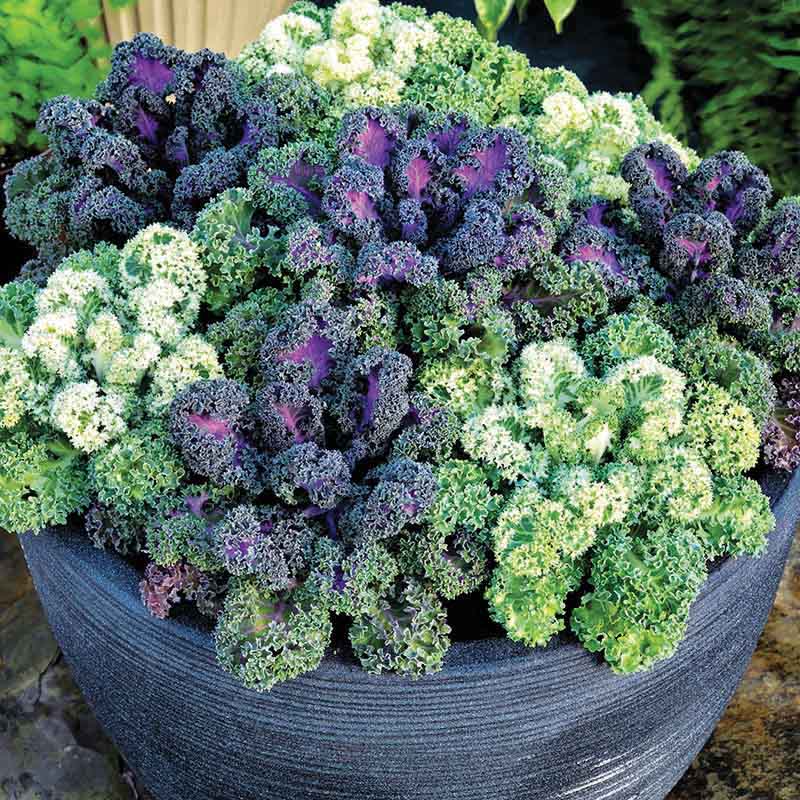 Ornamental Kale Yokohama Mix F1 Seed