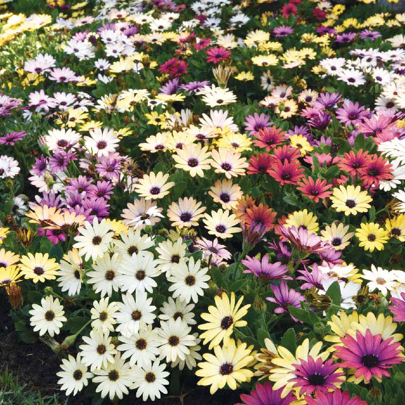 Osteospermum Akila Grand Canyon Mix F1 Seed