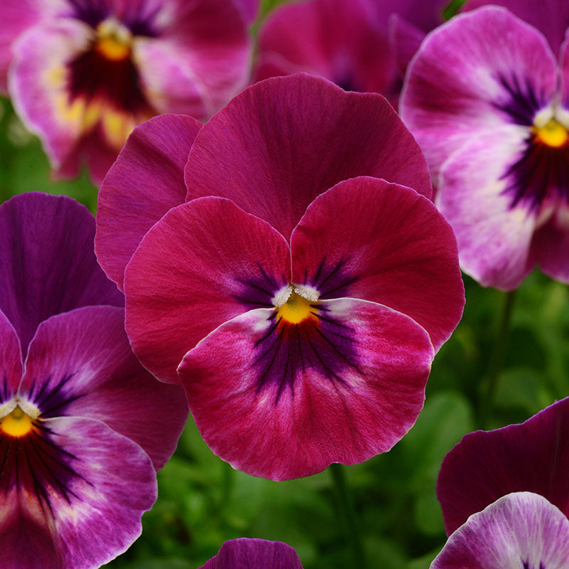 Pansy Cool Wave® Raspberry Seed