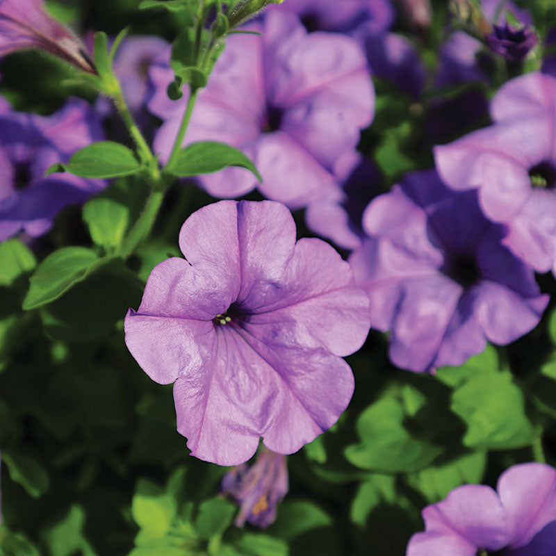 Petunia Evening Scentsation F1 Seed