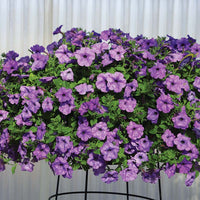 Petunia Evening Scentsation F1 Seed