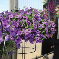 Petunia Evening Scentsation F1 Seed