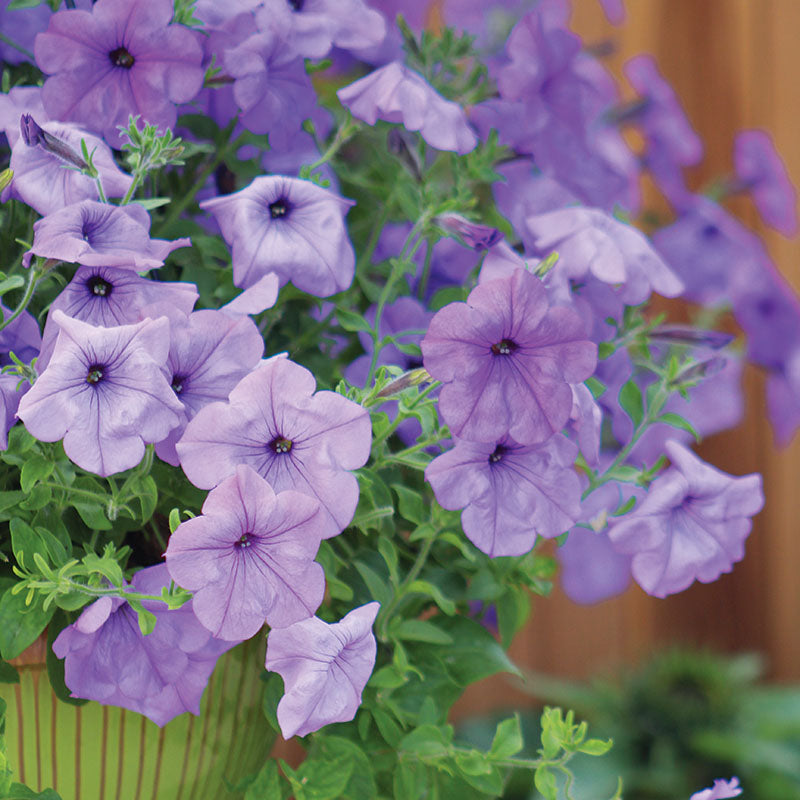 Petunia Evening Scentsation F1 Seed