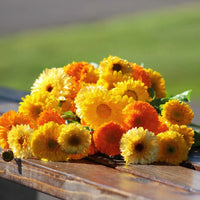 Calendula Kinglet Formula Mix Seed