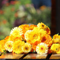 Calendula Kinglet Formula Mix Seed