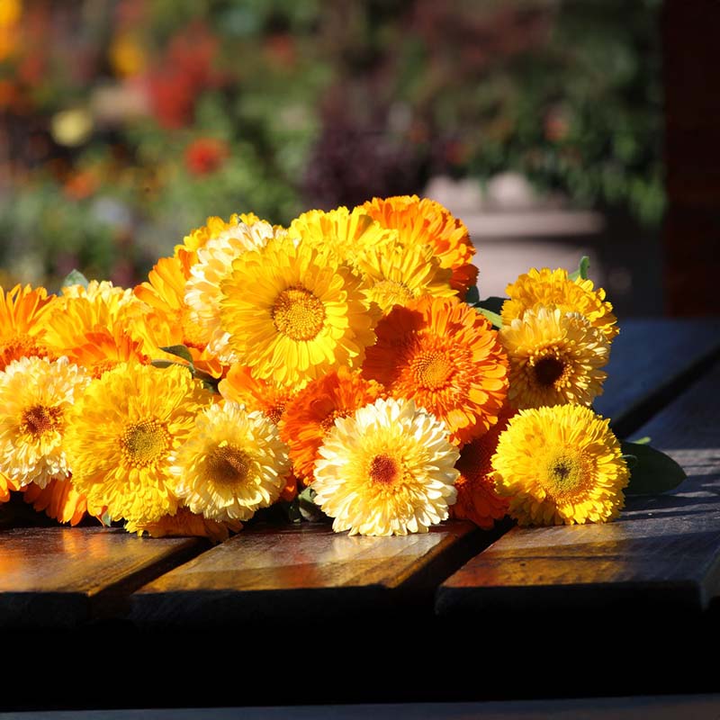 Calendula Kinglet Formula Mix Seed