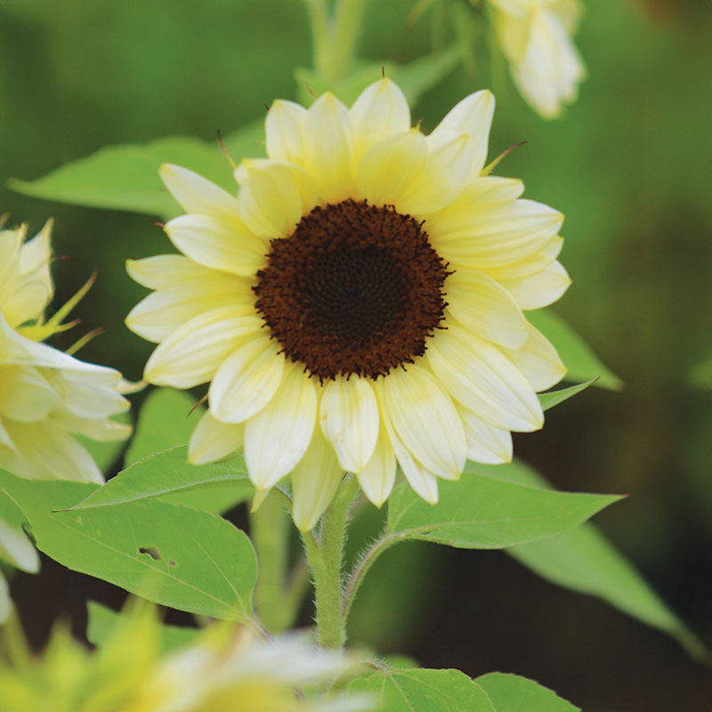 Sunflower ProCut White Nite F1 Seed