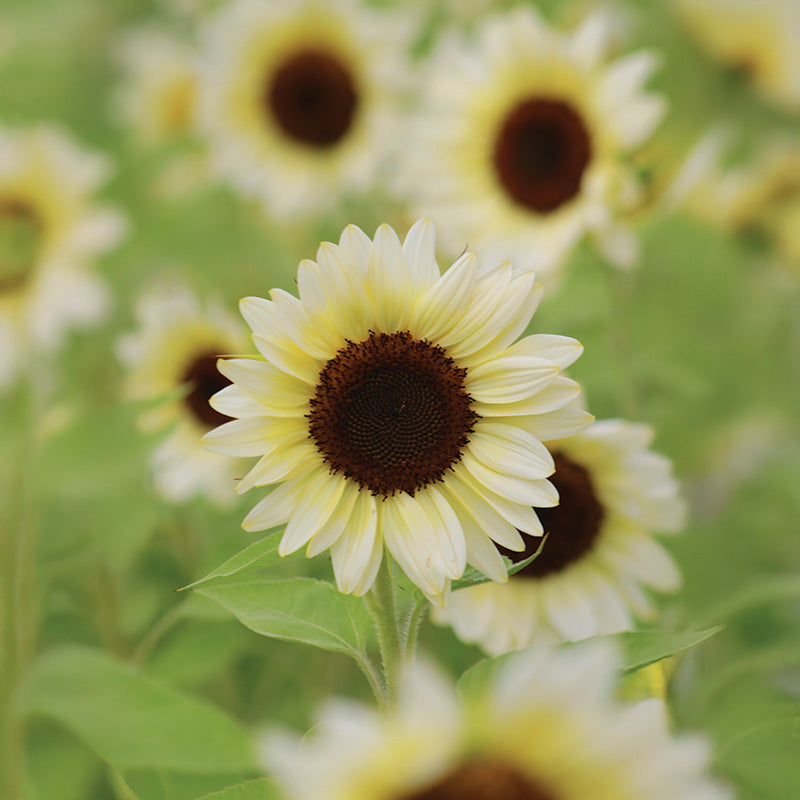 Sunflower ProCut White Nite F1 Seed