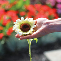 Sunflower ProCut White Nite F1 Seed