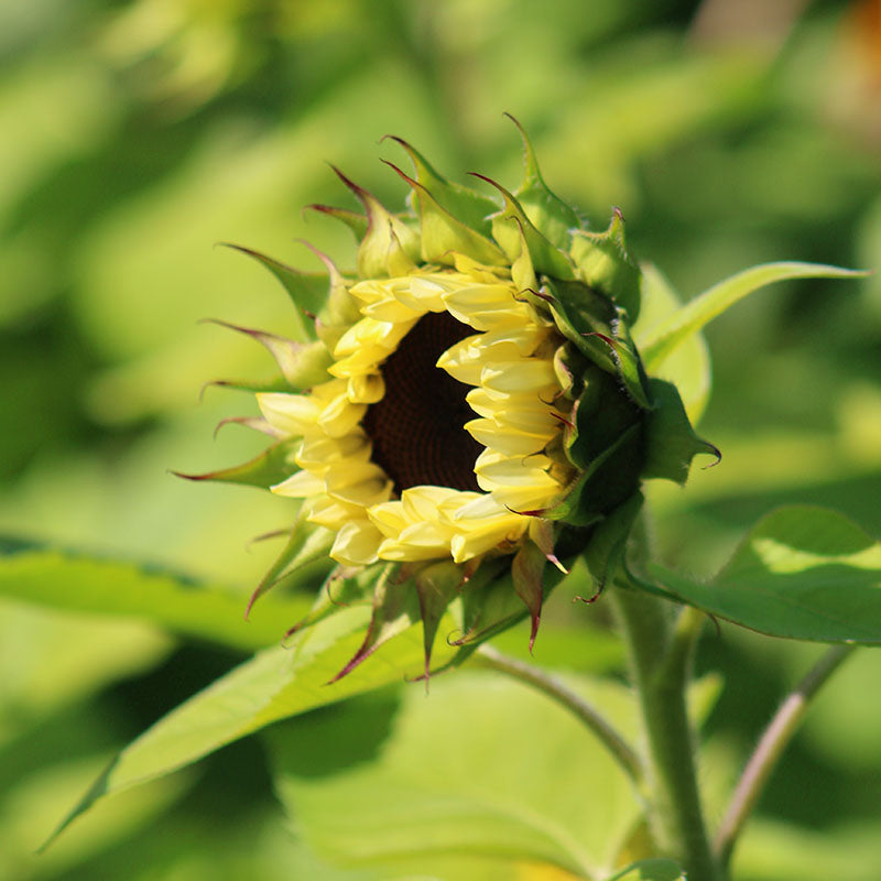 Sunflower ProCut White Nite F1 Seed