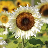 Sunflower ProCut White Nite F1 Seed