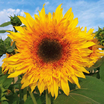 Sunflower Starburst Panache F1 Seed