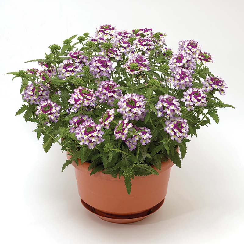 Verbena Obsession™ Cascade Twister Violet Seed