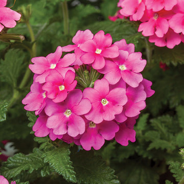 Verbena Obsession™ Cascade Pink Shades Seed