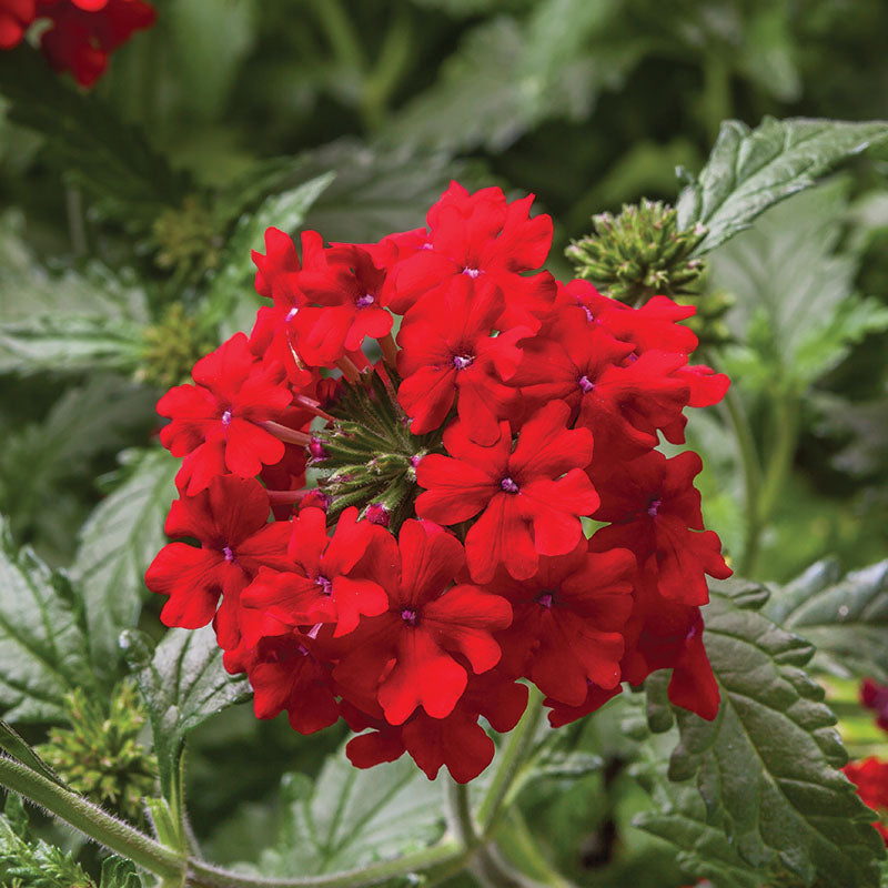 Verbena Obsession™ Cascade Scarlet Seed