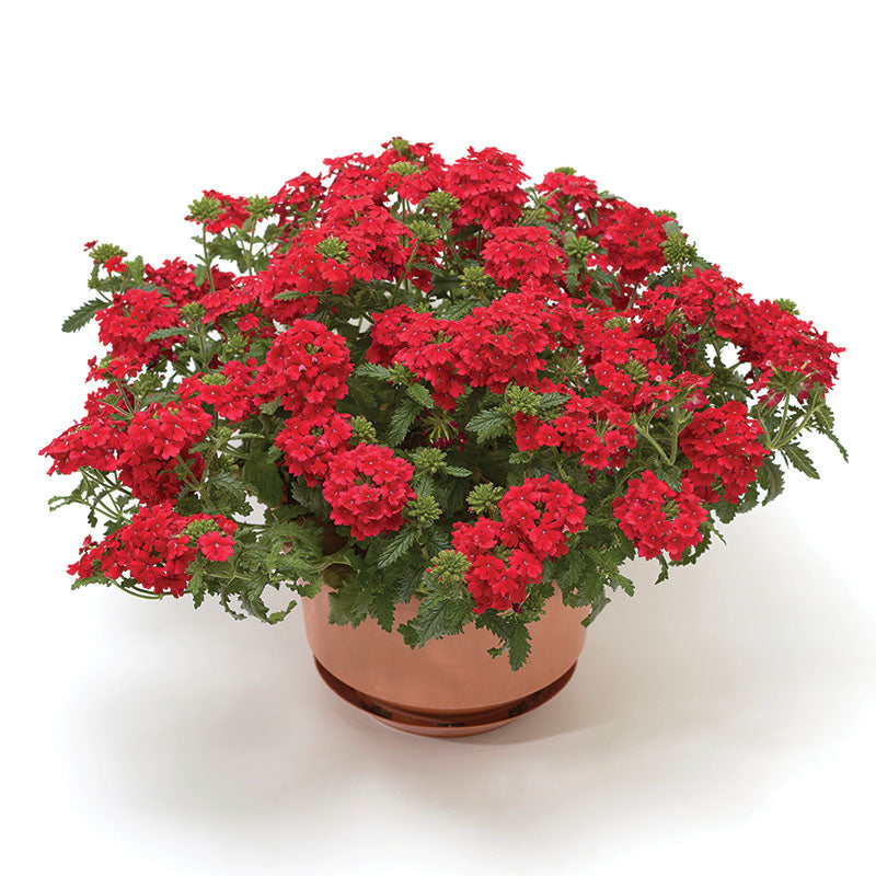 Verbena Obsession™ Cascade Scarlet Seed