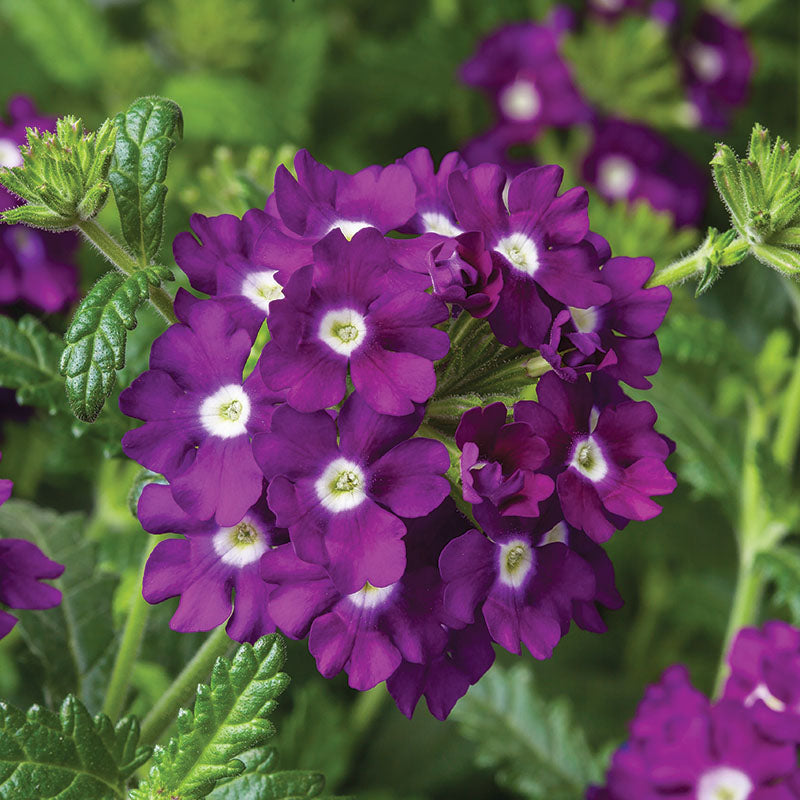 Verbena Obsession™ Cascade Purple Shades w/Eye Seed