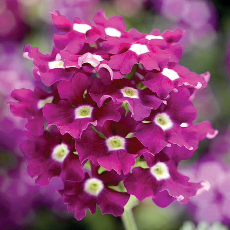 Verbena Obsession™ Cascade Purple Shades w/Eye Seed