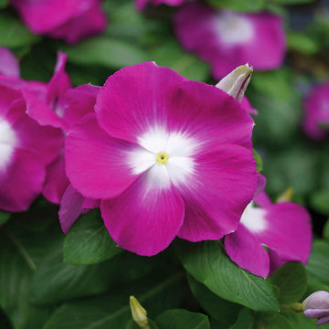 Vinca Mega Bloom Orchid Halo Seed