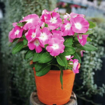 Vinca Mega Bloom Pink Halo Seed