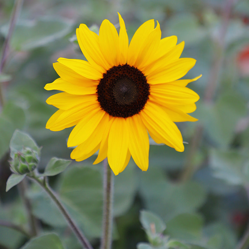 Sunflower Sunfinity™ F1 Seed