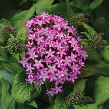 Pentas Glitterati Purple Star F1 Seed