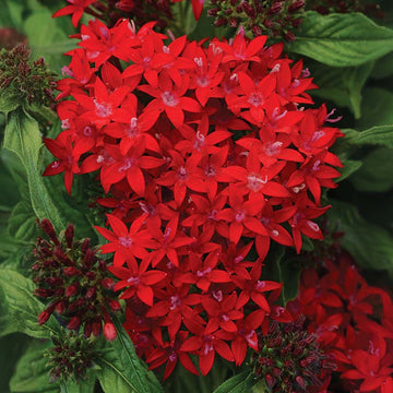 Pentas Lucky Star Dark Red F1 Seed