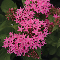 Pentas Lucky Star Deep Pink F1 Seed