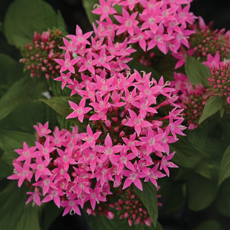 Pentas Lucky Star Deep Pink F1 Seed