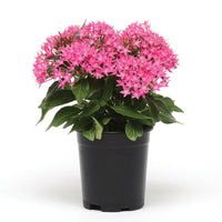 Pentas Lucky Star Deep Pink F1 Seed