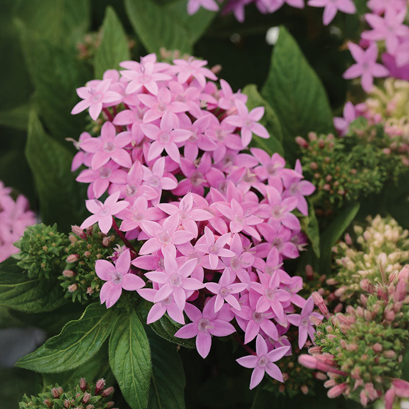 Pentas Lucky Star Lavender F1 Seed