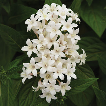 Pentas Lucky Star White F1 Seed