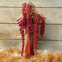 Amaranthus Dreadlocks Organic Seed