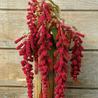 Amaranthus Dreadlocks Organic Seed