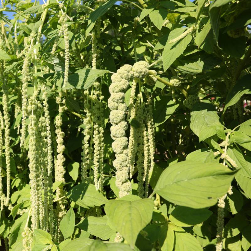 Amaranthus Emerald Tassels Organic Seed