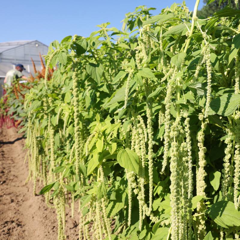 Amaranthus Emerald Tassels Organic Seed