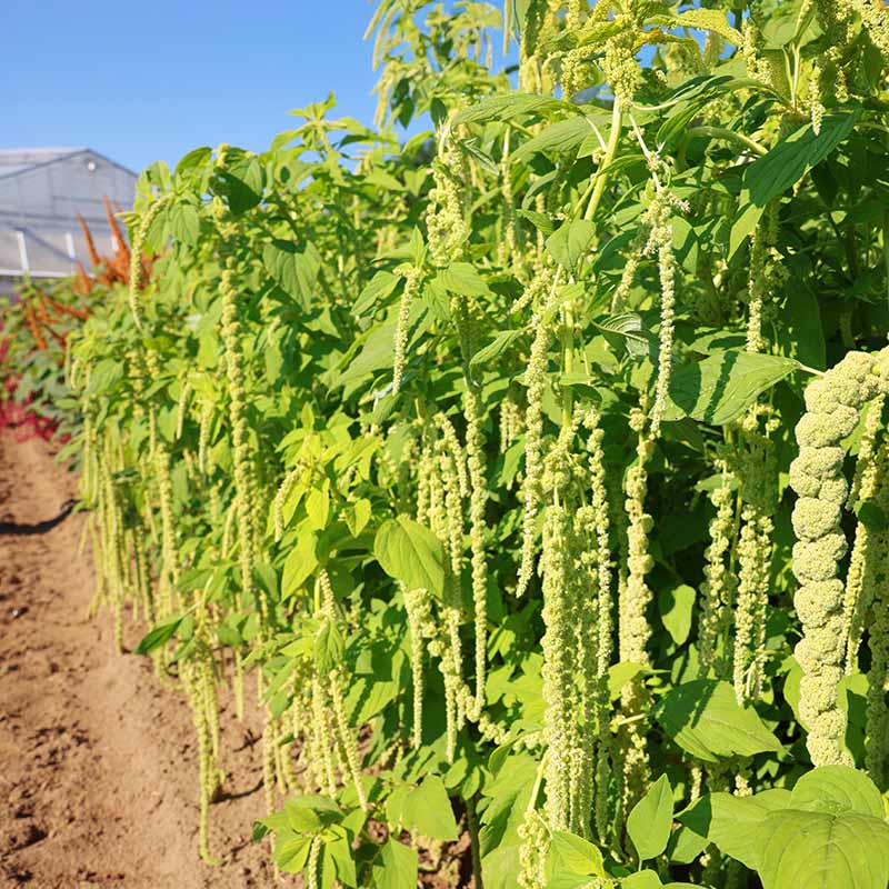 Amaranthus Emerald Tassels Organic Seed