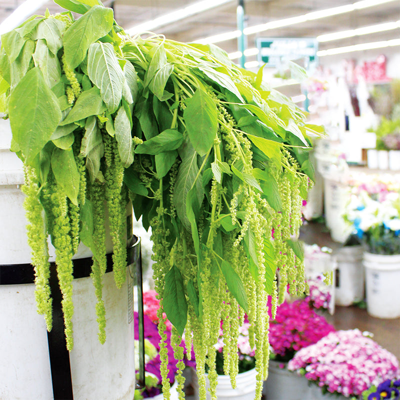 Amaranthus Emerald Tassels Organic Seed