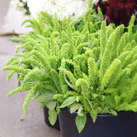 Amaranthus Green Thumb  Seed