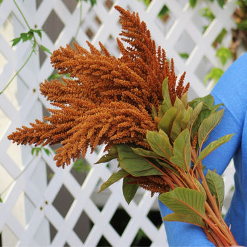 Amaranthus Hot Biscuits Mix Organic  Seed