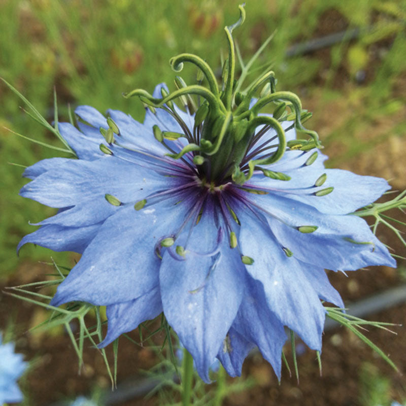 Nigella Miss Jekyll Mix Organic Seed