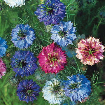 Nigella Miss Jekyll Mix Organic Seed