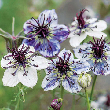 Nigella Delft Blue Organic Seed