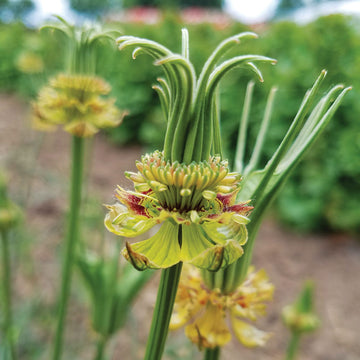 Nigella Transformer Organic Seed