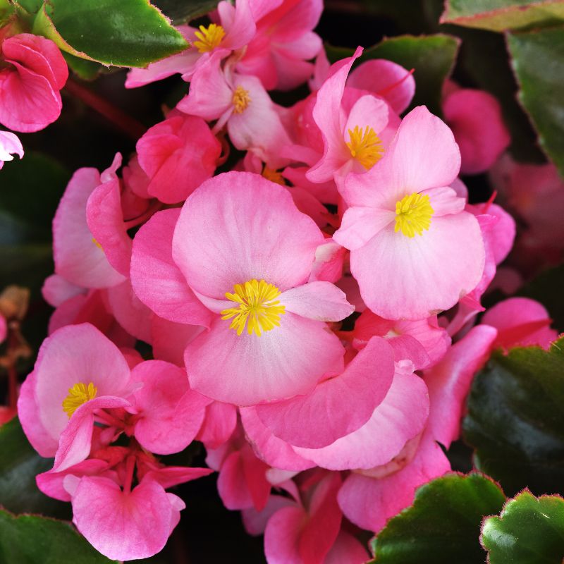 Begonia Megawatt Green Leaf Pink F1 Seed