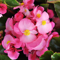 Begonia Megawatt Green Leaf Pink F1 Seed