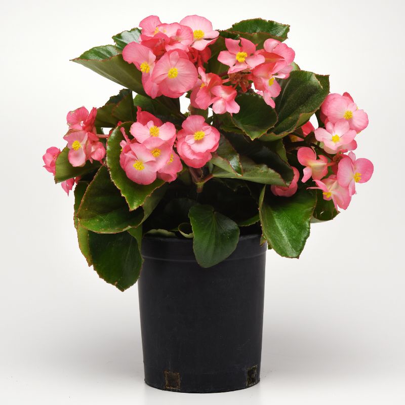 Begonia Megawatt Green Leaf Pink F1 Seed