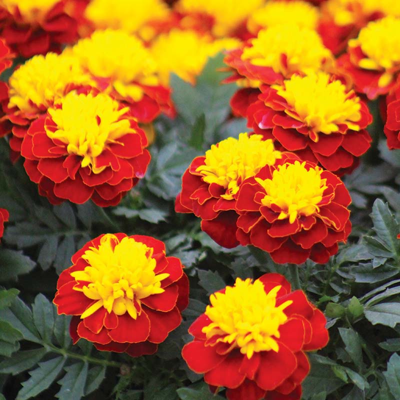 Marigold Super Hero™ Spry Seed