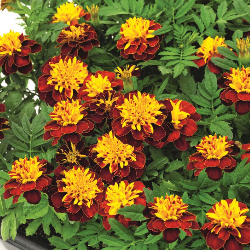 Marigold Super Hero™ Spry Seed